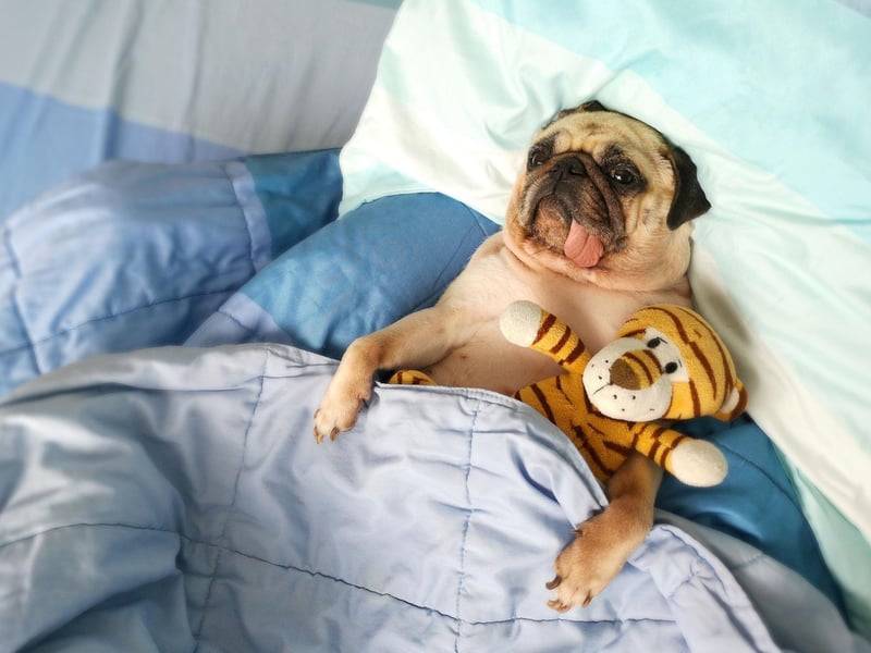 Pugs have quite a long average lifespan compared to other breeds - around 12-15 years. The fourth oldest dog ever recorded was a Pug called Snookie who passed away in South Africa in 2018 at the grand old age of 27 years and 284 days.