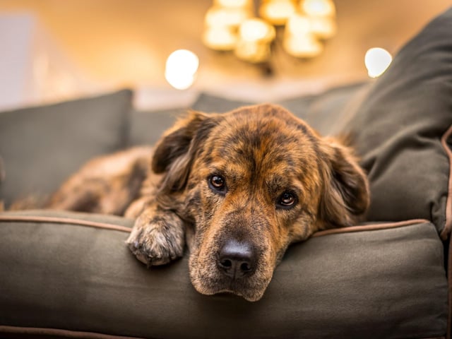 Outdoor kennels should also be alarmed and locked - for any dogs kept outdoors, ensure kennels have sufficient security.