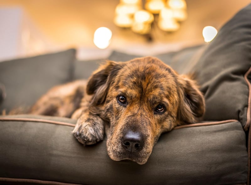Outdoor kennels should also be alarmed and locked - for any dogs kept outdoors, ensure kennels have sufficient security.