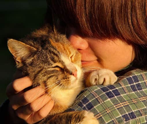 These are the 10 best cat breeds for homes with children. Credit: Getty Images/Canva Pro