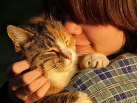 These are the 10 best cat breeds for homes with children. Credit: Getty Images/Canva Pro