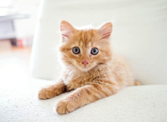 Here are the 10 best breeds of beautiful cat for homes with children. Credit: Getty Images/Canva Pro