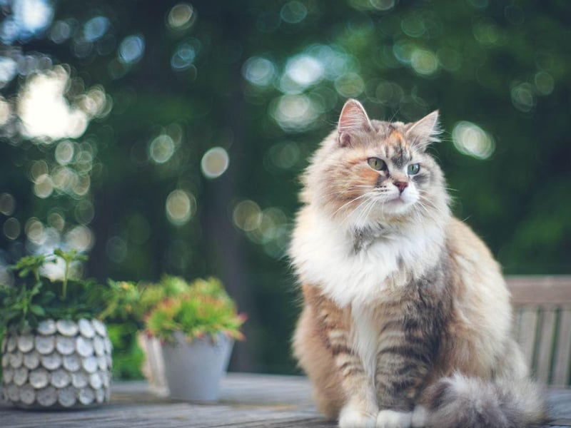 The Siberian has a history that dates as far back as 1000 AD. Siberians are incredibly clever creatures, with an ability to problem solve more than many other breeds of cat. They can weigh up to 20lbs.