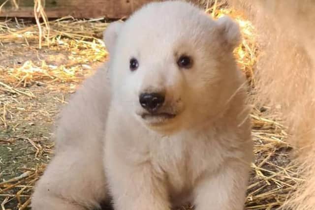Visitors to the Highland Wildlife Park will soon get their first glimpse of Brodie. (Pic: RZSS)