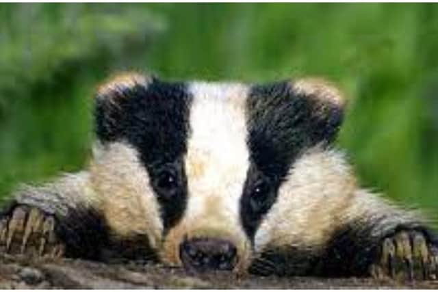 Police are investigating after the badger was found by a walker on Wednesday morning.
