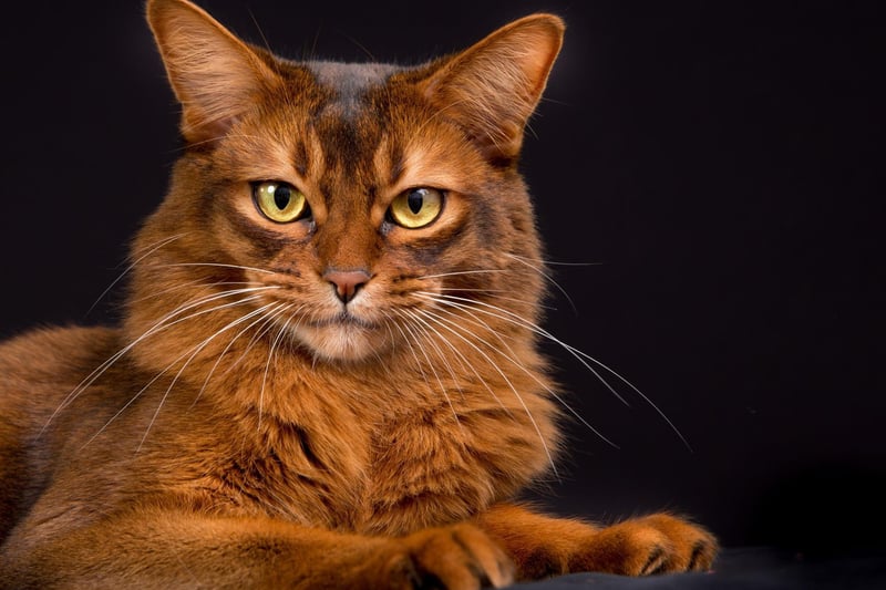 Cousin the the Abyssinian cat breed, the Somali is equally as loving and high energy.