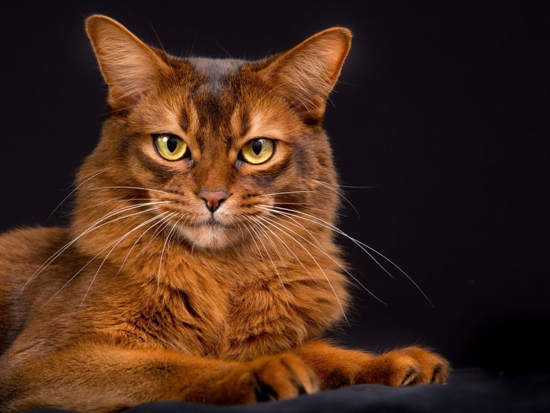 Cousin the the Abyssinian cat breed, the Somali is equally as loving and high energy.
