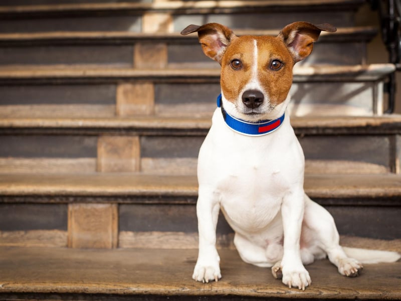 While some dogs need the constant company of their owners, others are pretty happy to do their own thing.