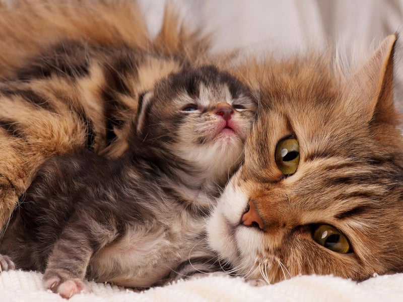 Meaning 'freedom', the name Willow is the ninth most common choice when it comes to naming a kitten. It also relates to the tree of the same name and the 'pussy willow' catkins it produces.