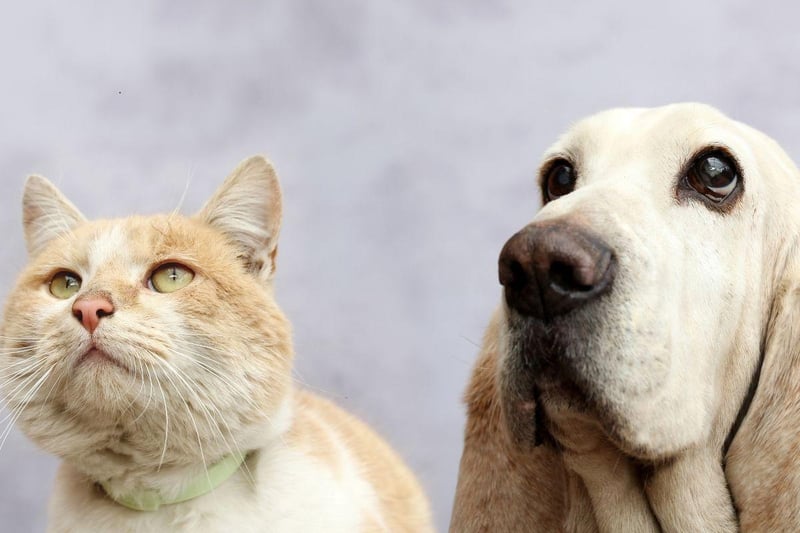 Basset Hounds are loyal, patient, and very tolerant of other humans and animals. A combination of this breed's easy-going nature and laziness means they are more likely to cuddle up to a cat than chase one.