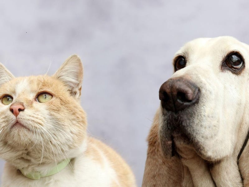 Basset Hounds are loyal, patient, and very tolerant of other humans and animals. A combination of this breed's easy-going nature and laziness means they are more likely to cuddle up to a cat than chase one.