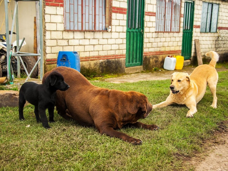 One of the friendliest breeds you could ever meet, Labrador Retrievers thrive in multi-pet households and will be sure to say 'hello' to every dog they meet in the park.