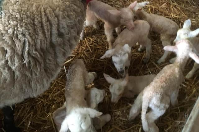 It is believed this amount of lambs from one ewe is a UK record picture: SWNS