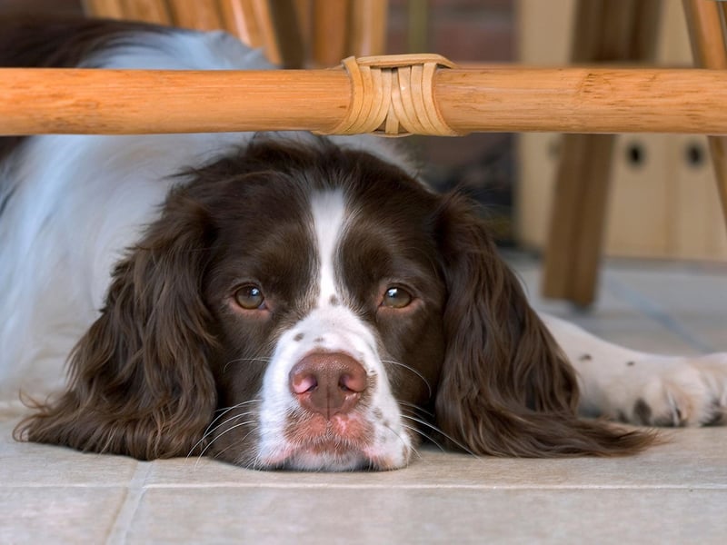 English Springer Spaniels are brilliant at sniffing out trouble and are regularly used by the police to search for drugs, explosives and guns.