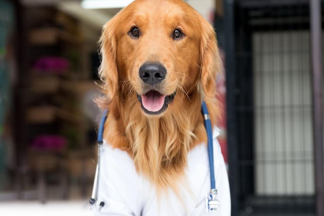 Another simple to create home creation. Take a white jacket, add a toy stethoscope, and Doctor Dog will see you now.