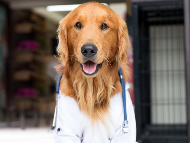 Another simple to create home creation. Take a white jacket, add a toy stethoscope, and Doctor Dog will see you now.