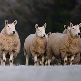 Cheviot ewes 