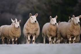 Cheviot ewes 