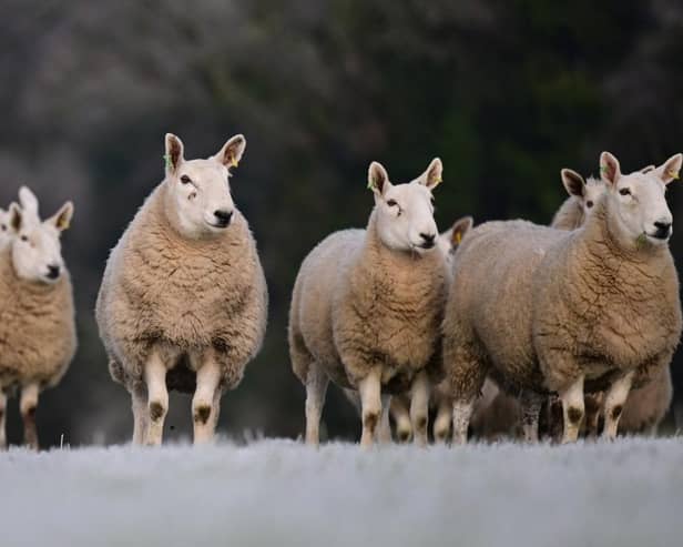Cheviot ewes 