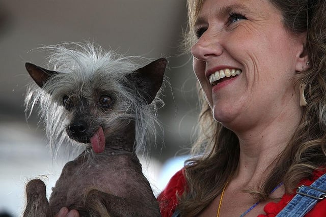 Dawn Goehring, of Tennessee, holds her dog Miss Ellie, a Chinese Crested Hairless dog, during the 21st Annual World's Ugliest Dog Contest in 2009. Miss Ellie had previously won Animal Planet's World's Ugliest Dog contest.