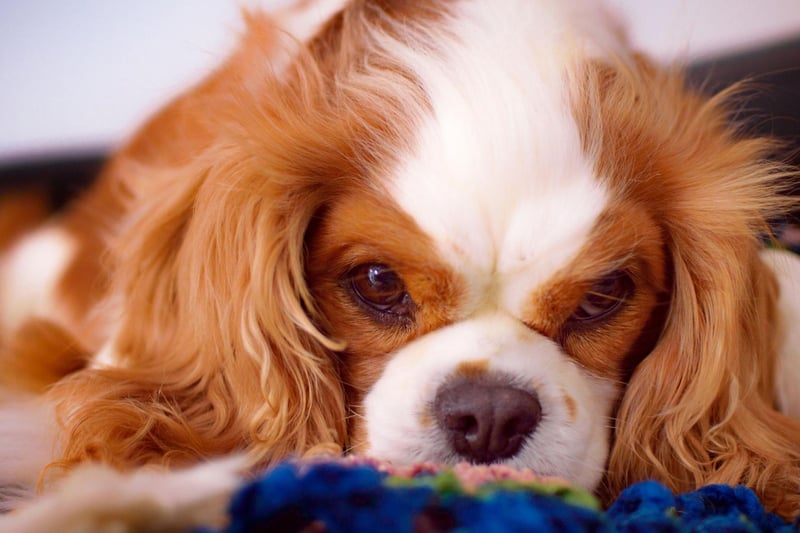 It's a commonly-believed urban legend that Charles II issued a special decree granting King Charles Spaniels permission to enter any establishment in the UK. The UK Parliament website states that the claim has been fully researched and is false.