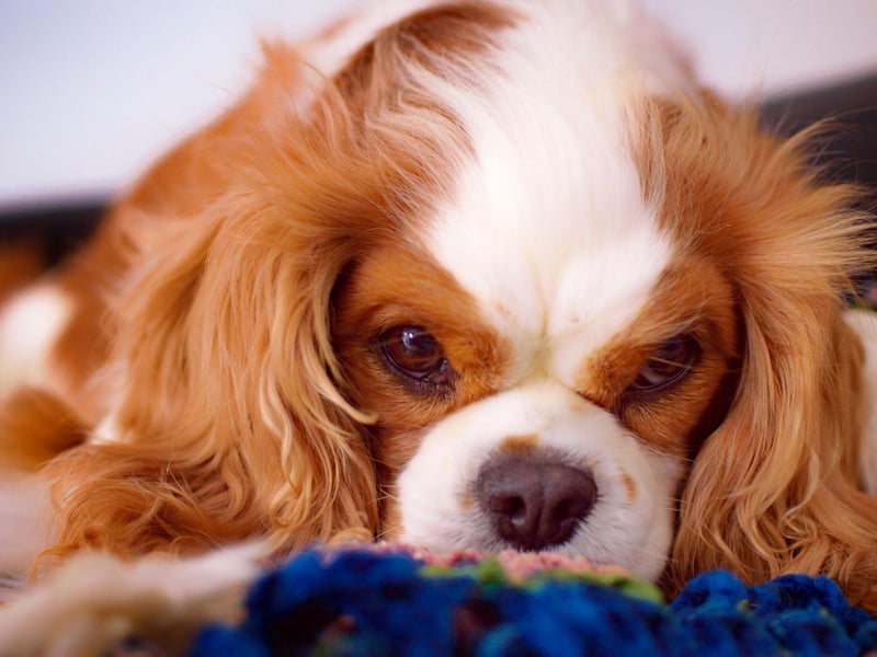It's a commonly-believed urban legend that Charles II issued a special decree granting King Charles Spaniels permission to enter any establishment in the UK. The UK Parliament website states that the claim has been fully researched and is false.