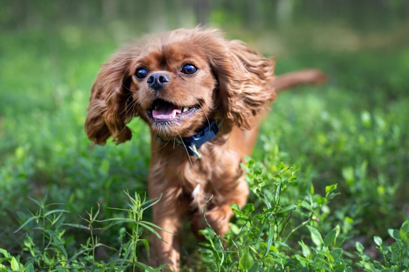 While your dog's breath is unlikely to be minty-fresh, it should still be relatively clean-smelling. Consistantly bad breath could indicate gum disease which can ultimately affect vital organs and lead to serious health problems, along with tooth loss. Stinky breath can also be a sign of some mouth cancers.