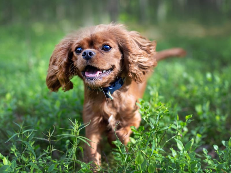 While your dog's breath is unlikely to be minty-fresh, it should still be relatively clean-smelling. Consistantly bad breath could indicate gum disease which can ultimately affect vital organs and lead to serious health problems, along with tooth loss. Stinky breath can also be a sign of some mouth cancers.