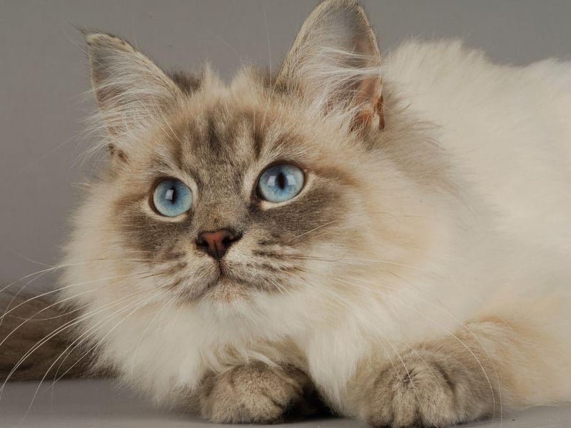 The Siberian cat breed is one of the UK's most popular breeds due to its stunning, thick coat and patient nature. They can also be trained fairly easily!