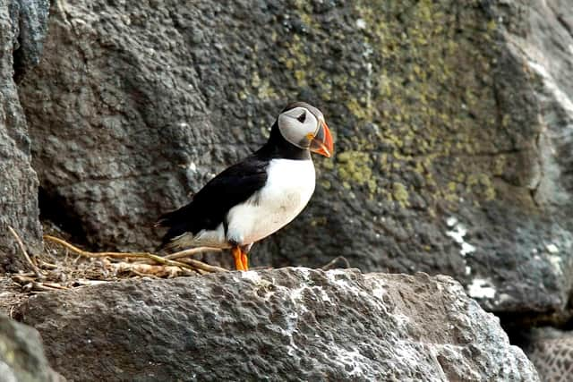 There are over 46,000 breeding pairs on the island.