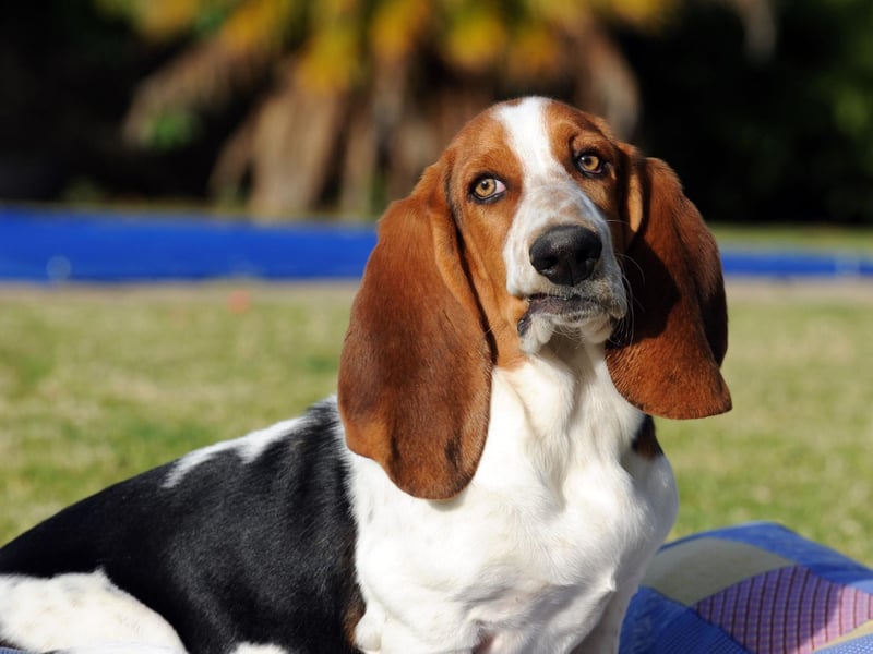 Basset Hounds are utterly adorable but are prone to a range of joint issues, digestive issues including bloating and the serious blood clotting condition Von Willebrand. Taking out health insurance on this breed is essential and regular vet visits for checkups recommended.