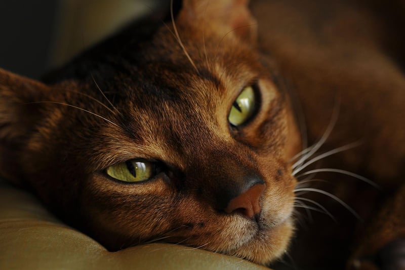 The intelligent and friendly Abyssinian is the cat most likely to stick to you like glue wherever you are in the house. They are tailor made to be your best friend.