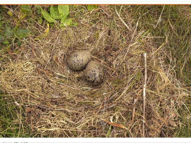 Rare skua eggs on Mullagrach. PIC: Galbraith.