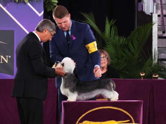 A Dandie Dinmont Terrier is looked over by a judge as it competes in the Terrier group judging event.