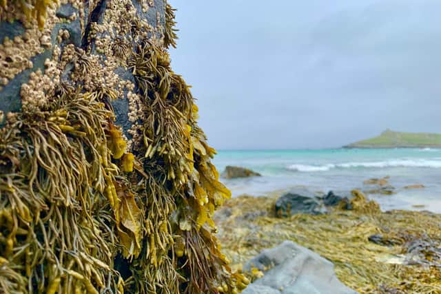 The new foodie favourite - seaweed