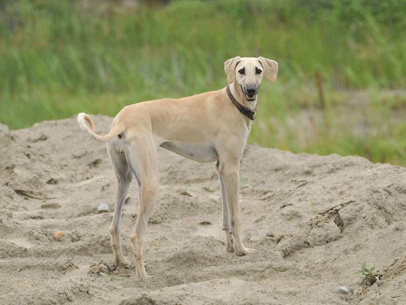 The Sloughi is a lesser-known breed with a monthly search volume of just 1.6K; however, it appears this lovely dog will receive immense recognition in 2023 as interest has skyrocketed all throughout 2022. This sensitive pooch is known for its long legs and slim build, and its ability to run like the wind.