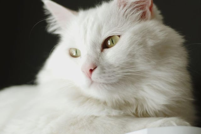 The beautiful Turkish Angora cat breed is one of the most devoted cat breeds around and love to be involved with whatever their owner is doing.