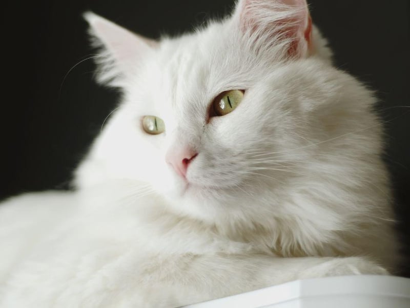 The beautiful Turkish Angora cat breed is one of the most devoted cat breeds around and love to be involved with whatever their owner is doing.