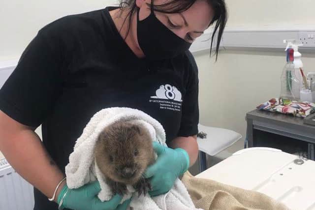 Dr Roisin Campbell-Palmer: Head of Restoration with the Beaver Trust