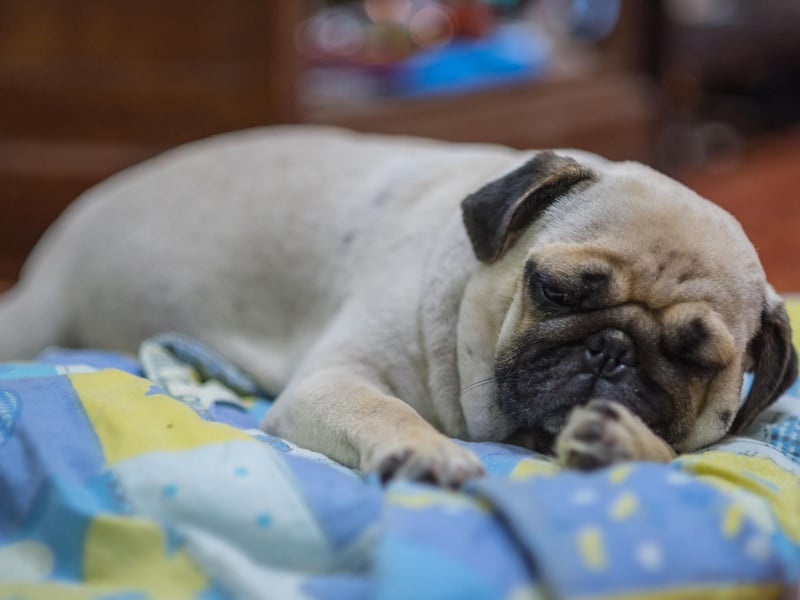 Compared to the other dogs on this list, the Pug is actually quite lively. Because of their tiny size though, by the time they've reached the front door they'll already be exhausted.