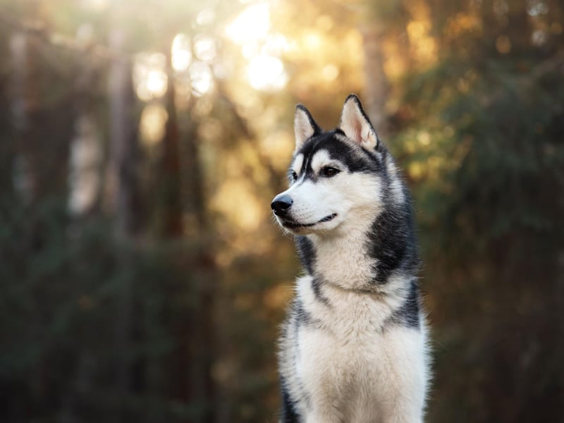 Closely related to the wolf - an animal that doesn't need a roof over its head - the Siberian Husky can deal with pulling sledges for hours in Arctic temperatures so is unlikely to worry about even the longest of hikes. If you take this dog camping, there will be no need to make room in the tent.