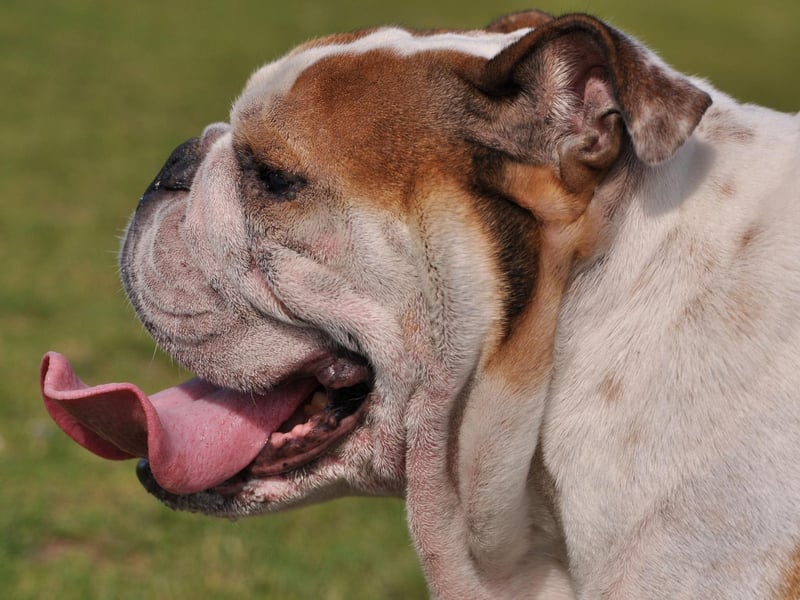 The first written record of a Bulldog is in a letter dated 1631 by a man called Preswick Eaton who was looking to buy two dogs. It reads: "Procuer mee two good Bulldogs, and let them be sent by ye first shipp".