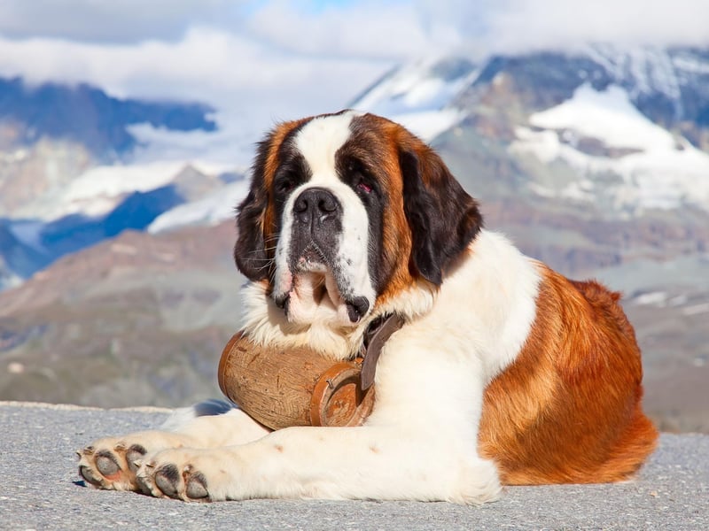 When most people think of a rescue dog it's the St Bernard that they picture - with it's (largely apocryphal) keg of brandy around its neck. Originally used as guard dogs, the monks of a monastery high in the Swiss Alps discovered that they were suberb at rescuing stranded hikers.