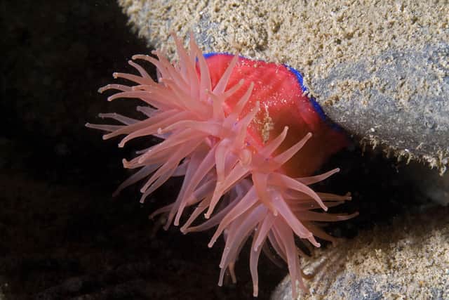 The beadlet anemone is one of the few animals that are able to survive in the violent surge conditions of the cave floor. South Haven cave, Fair Isle. ©Graham Saunders.