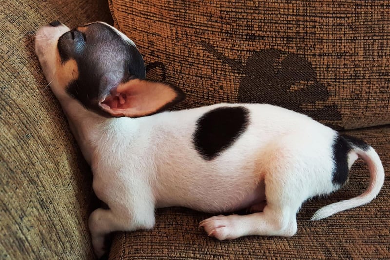 It's not a case of a lack of energy when it comes to the tiny Chihuahua. Being the smallest dog in the world, even though it may think that it's speeding along, those tiny legs have a limit of around 5-10mph.
