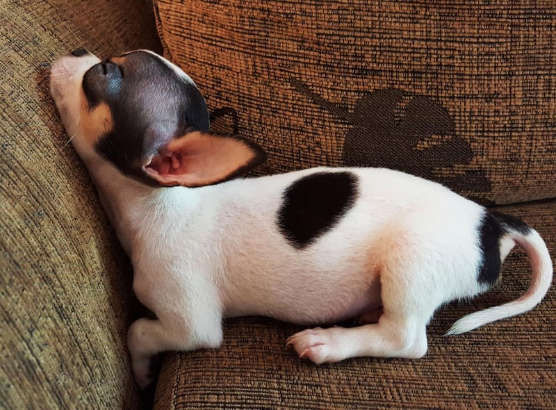 It's not a case of a lack of energy when it comes to the tiny Chihuahua. Being the smallest dog in the world, even though it may think that it's speeding along, those tiny legs have a limit of around 5-10mph.