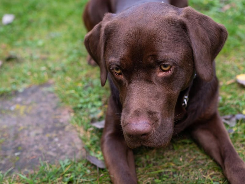 Many breeds of dog shed at certain times of the year in order to keep cool - sometimes even when your central heating is turned on for the first time in winter. Longterm stress, however, can also cause shedding, as well as other skin issues.