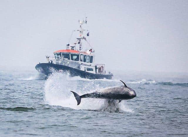 A trio of dolphins were snapped twirling and playing in the wake of a ship.