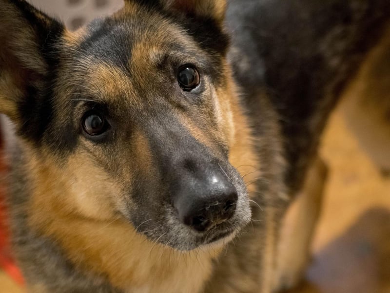 A top choice for police and army dogs, the German Shepherd is also popular when it comes to American families looking for a pet - it's dropped a place since 2019 but still comfortably takes thrid spot.