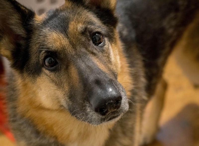A top choice for police and army dogs, the German Shepherd is also popular when it comes to American families looking for a pet - it's dropped a place since 2019 but still comfortably takes thrid spot.